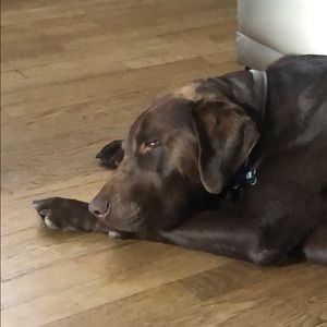 Meet your Posher, Jacqueline